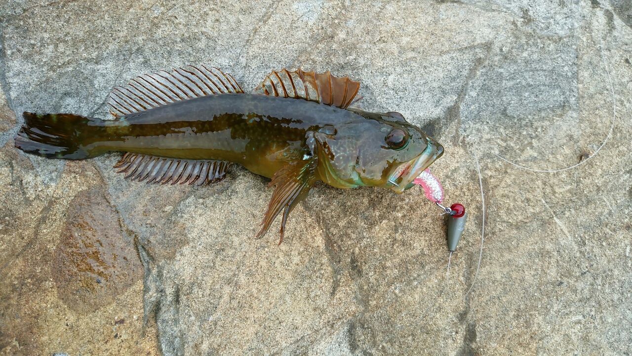 シーバスや これからルアー釣りを始め方は特に そろそろシーズン 食べても美味し アカハタ 関東 ロックフィッシュ開拓中 ハードロックフィッシュゲーム シーバスや これからルアー釣りを始め方は特に そろそろシーズン 食べても美味し アカハタ 関東 ロックフィッシュ開拓中 ハードロックフィッシュゲーム