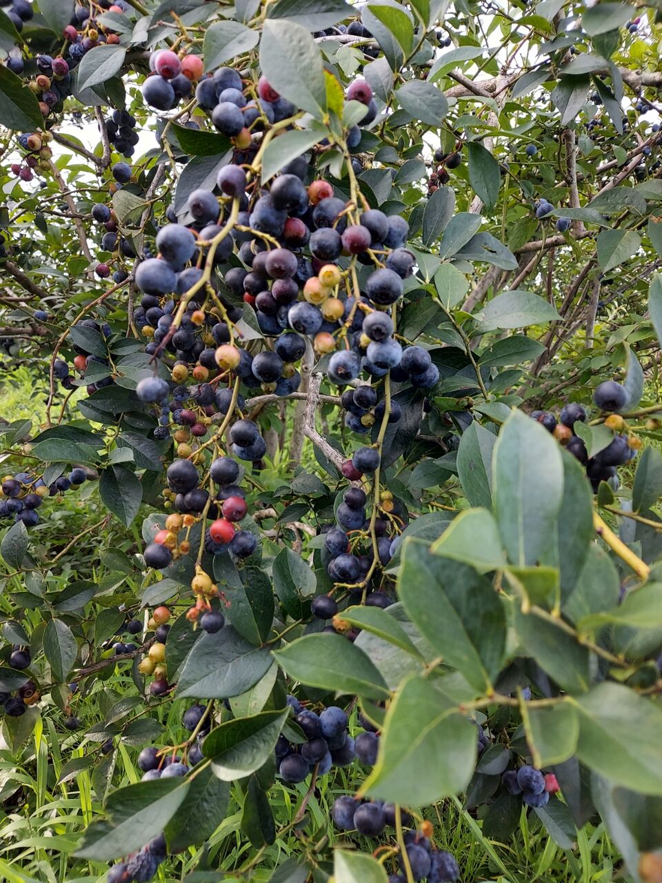 緊急企画 ブライトウェル祭 スカイブルーベリー伊勢のブログ