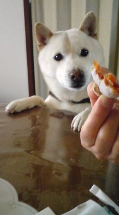 hosii