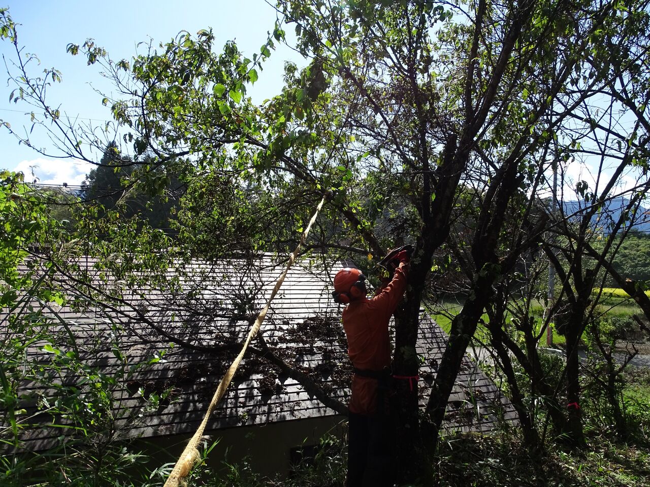 屋根にかぶさる庭木の剪定伐採 手伝う屋 ほく杜