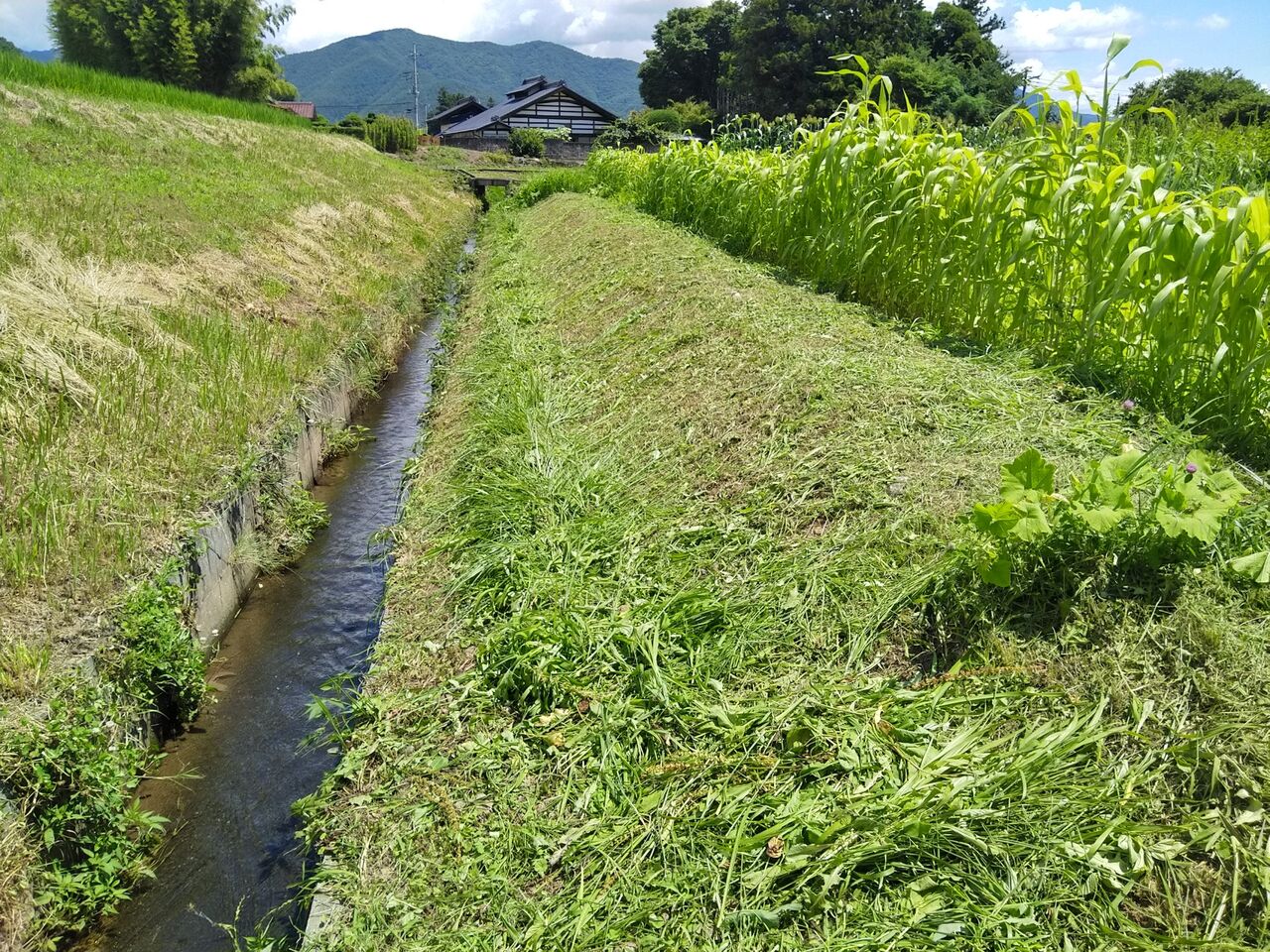 土地・田んぼ・土手等 草刈りします！