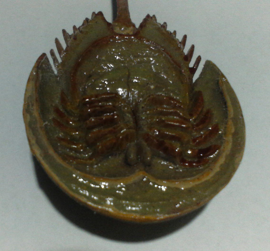 カブトガニ テツヤの部屋