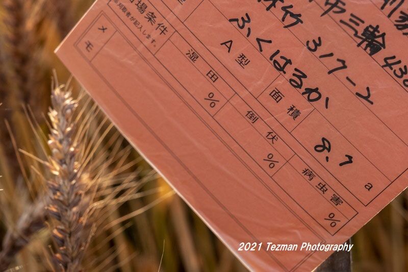 ふくはるか てつまんの写真日記