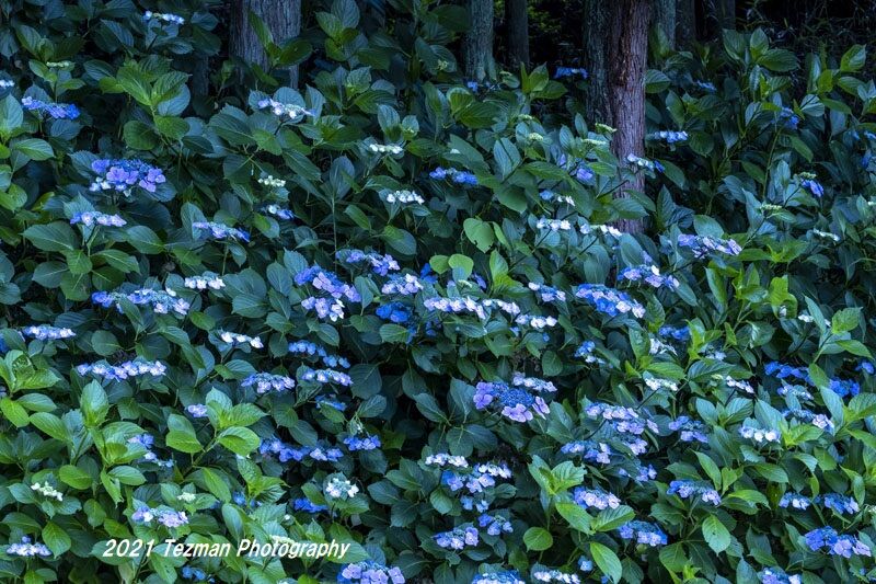 遅咲きのガクアジサイを撮る てつまんの写真日記 遅咲きのガクアジサイを撮る てつまんの写真日記