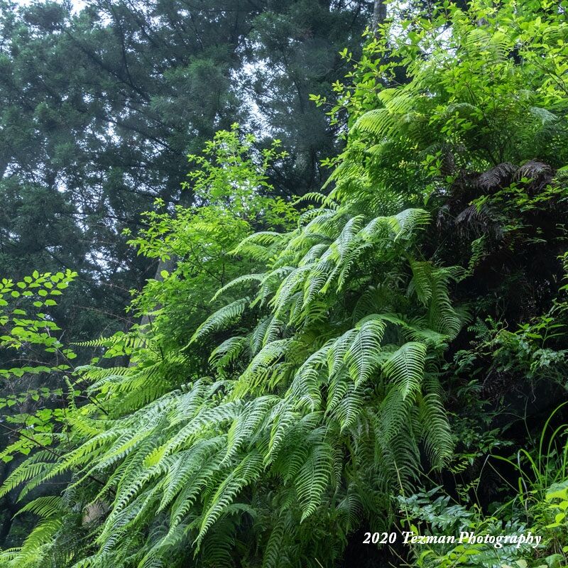 シ ダ は な ぜ 羊 歯 と 書 く てつまんの写真日記