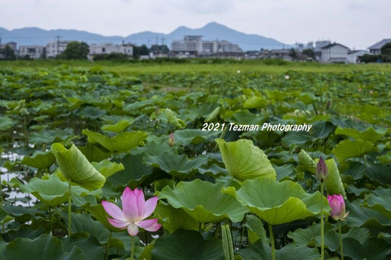 本日２件目の投稿です 藤原京跡の蓮 てつまんの写真日記