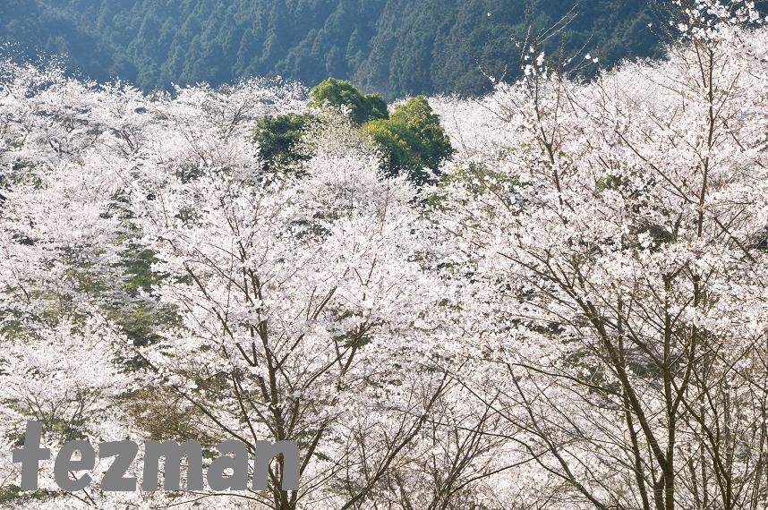 桜の言葉 てつまんの写真日記