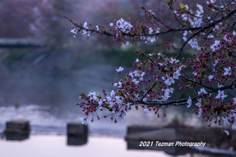 まだサクラやっています 桜蘂降る さくらしべふる てつまんの写真日記