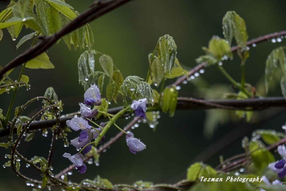 本日２件目の投稿です 雨が似合う花 てつまんの写真日記