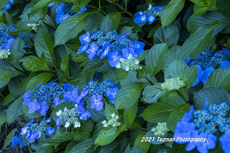 遅咲きのガクアジサイを撮る てつまんの写真日記 遅咲きのガクアジサイを撮る てつまんの写真日記