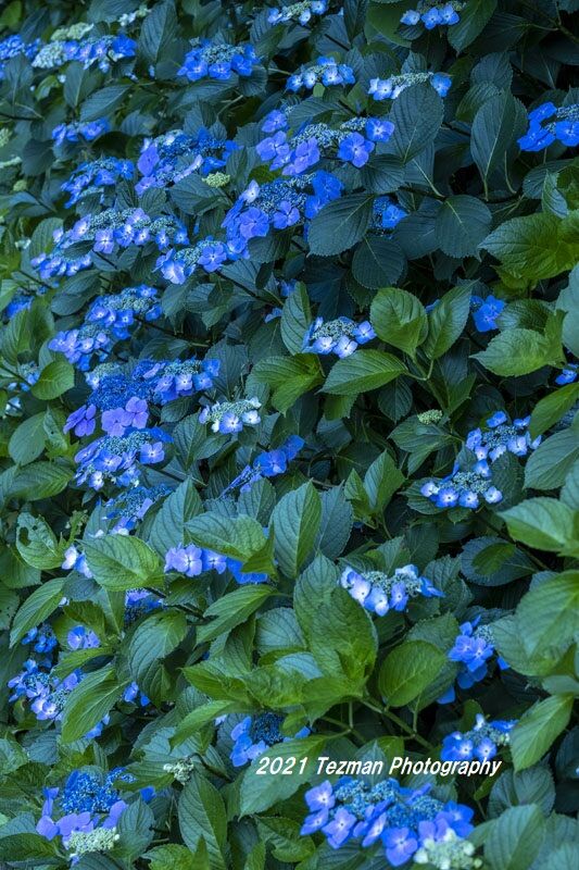 遅咲きのガクアジサイを撮る てつまんの写真日記 遅咲きのガクアジサイを撮る てつまんの写真日記