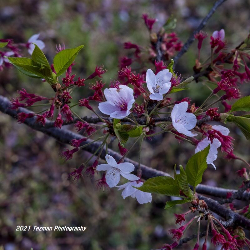 まだサクラやっています 桜蘂降る さくらしべふる てつまんの写真日記