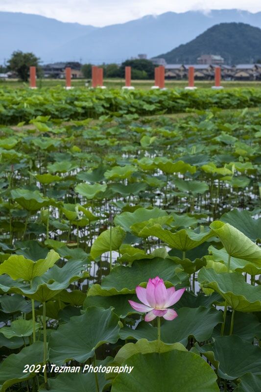 本日２件目の投稿です 藤原京跡の蓮 てつまんの写真日記