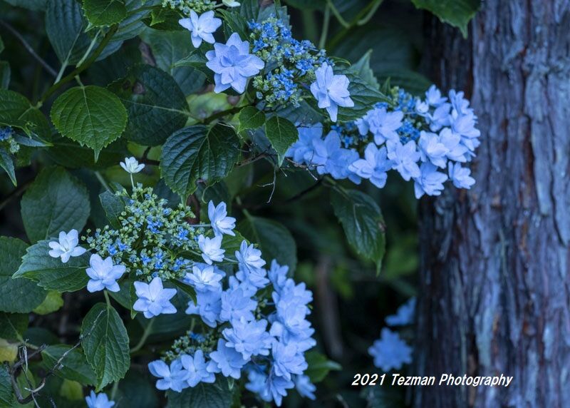 遅咲きのガクアジサイを撮る てつまんの写真日記