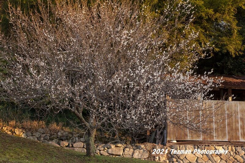 目に留まった 白梅と紅梅 てつまんの写真日記