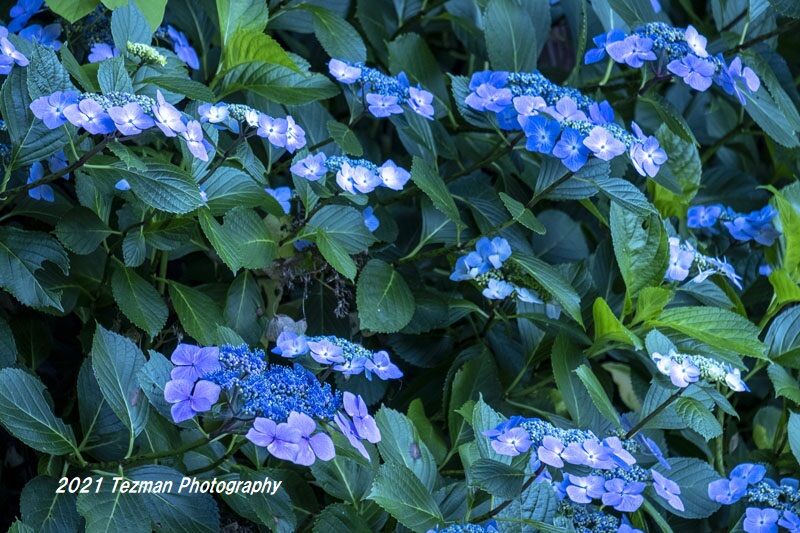 遅咲きのガクアジサイを撮る てつまんの写真日記 遅咲きのガクアジサイを撮る てつまんの写真日記