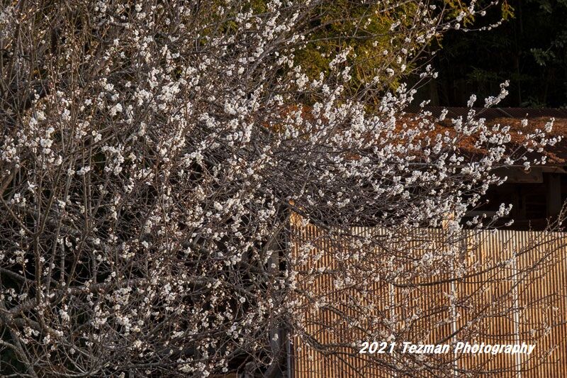 目に留まった 白梅と紅梅 てつまんの写真日記