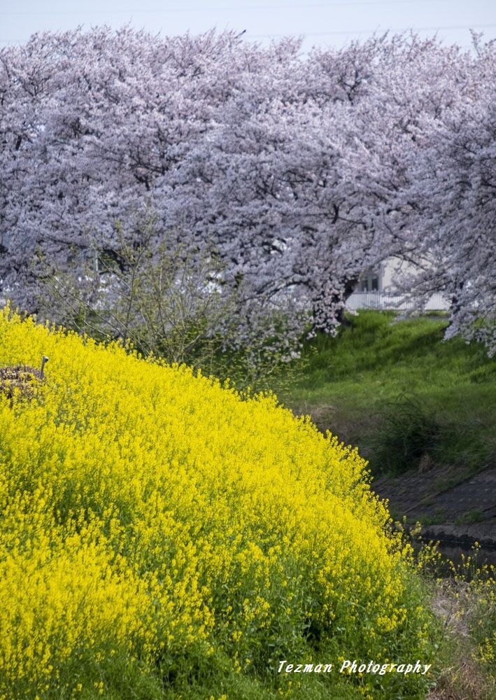 花曇りの朝 てつまんの写真日記