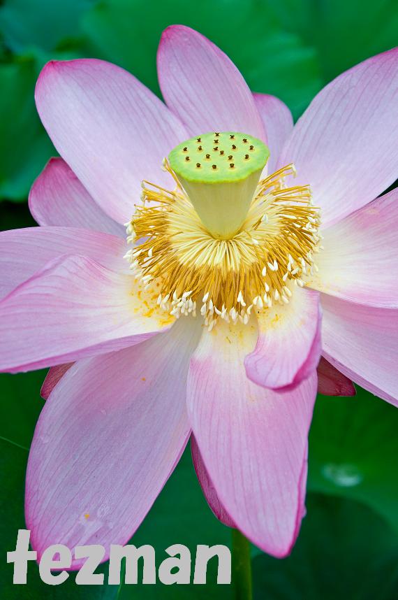 花托から果托へ てつまんの写真日記