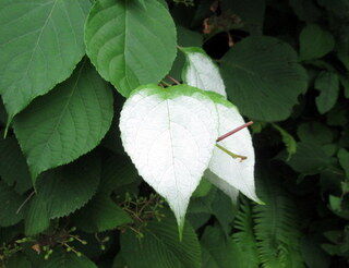 半夏生とマタタビの白い葉 手づくり村 相川