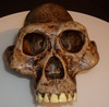 アウストラロピテクスの頭蓋骨