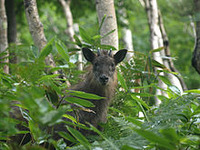 志賀高原のニホンカモシカ