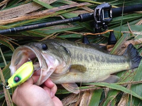 99 八郎潟でバス釣り