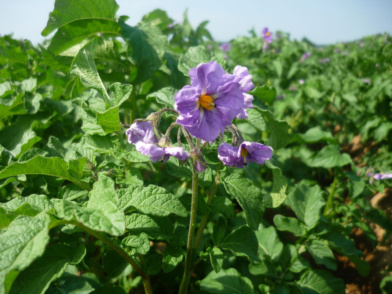 馬鈴薯の花 栽培日誌