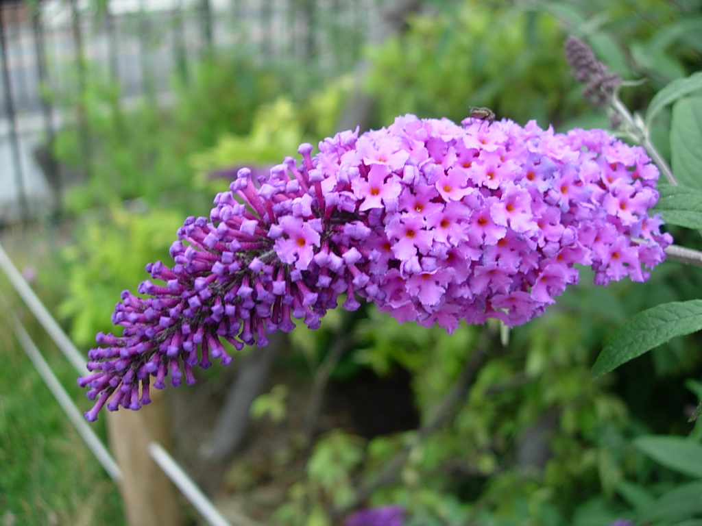 ブッドレア Today S 花