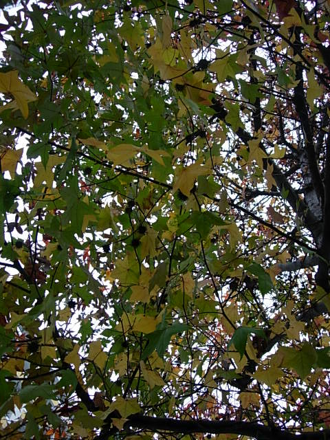 アメリカフーの木 Today S 花