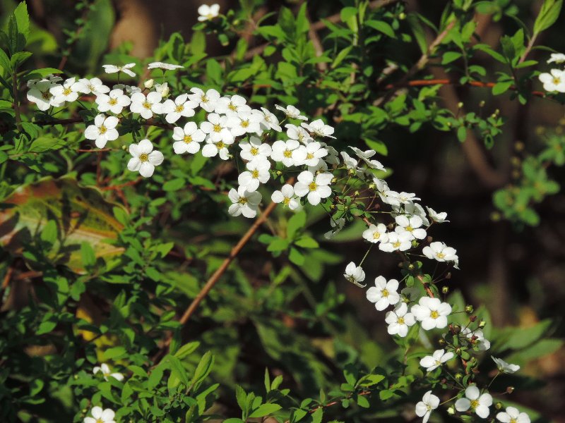 02DSCN0643�Վ��ԎŎ���(3��19��)