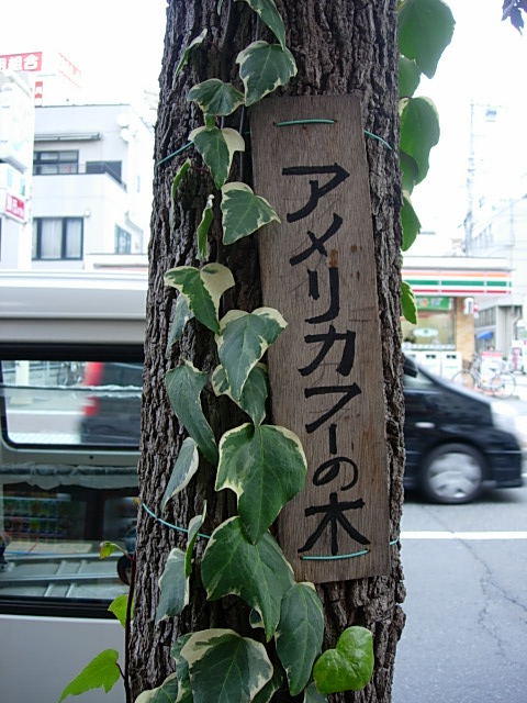 アメリカフーの木 Today S 花