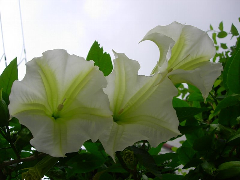 ダチュウ Today S 花