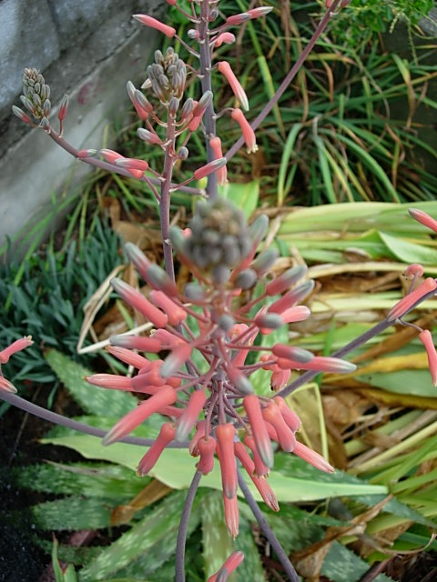 アロエの花 Today S 花