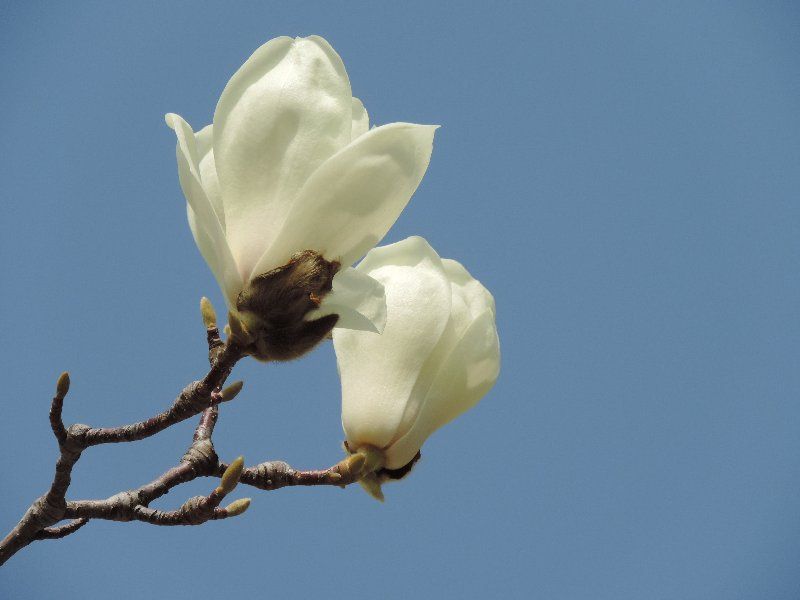 01DSCN0639x�ʎ��ӎ��ڎ�(3��19��)���ε�