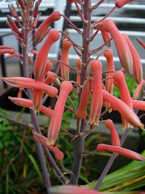 アロエの花 Today S 花