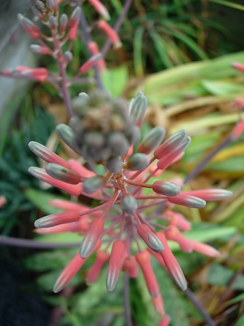 アロエの花 Today S 花