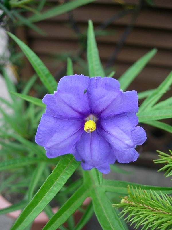紫宝花 Today S 花 紫宝花 Today S 花