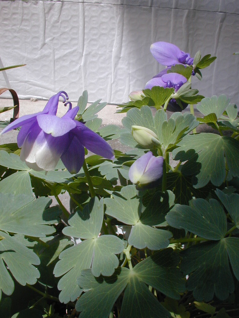 オダマキ Today S 花