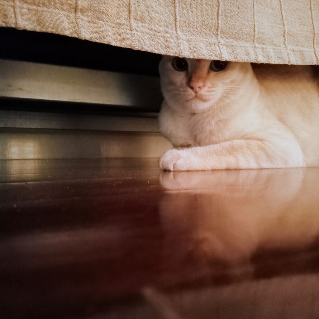 飼い猫に噛まれたり 不良品のカミソリで肌を切ったり最悪な朝 タイで思う 飼い猫に噛まれたり 不良品のカミソリで肌を切ったり最悪な朝 タイで思う
