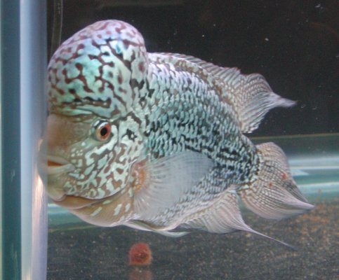 高い魚 タイで思う
