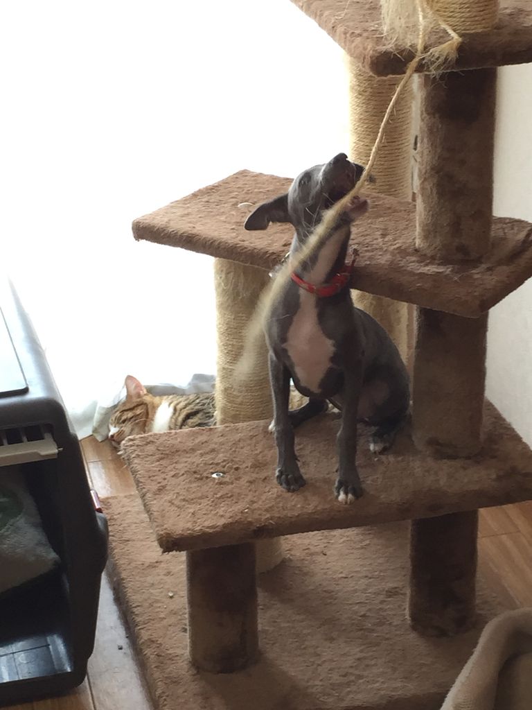 リサ 犬 が我が家に来てから ペレス家の日常 ブラジルと日本のハーフ夫婦の日常 リサ 犬 が我が家に来てから ペレス家の日常 ブラジルと日本のハーフ夫婦の日常