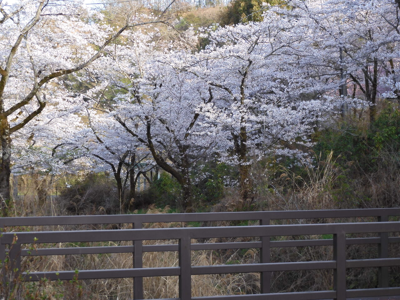 DSCN0083