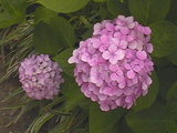 花_251