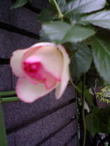 d1071179.jpg