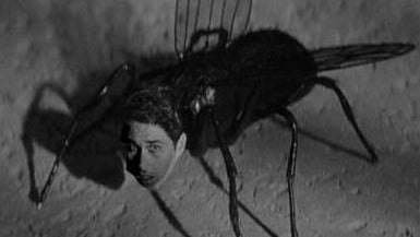 腸内に生きたハエを発見。医師が報告（画像あり）