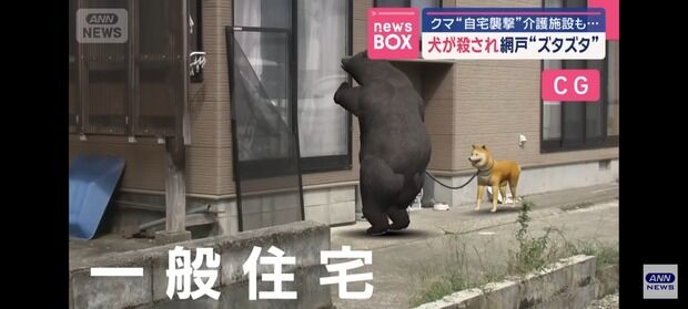 【悲報】この暑さで外飼いされてた柴犬、クマに殺される