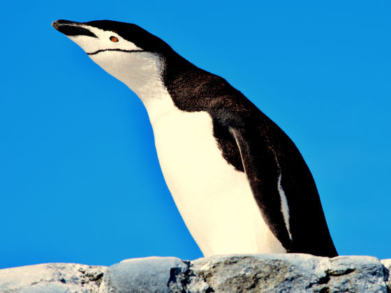 🐧ペンギンさん、1日に1万回も昼寝をしていることが判明