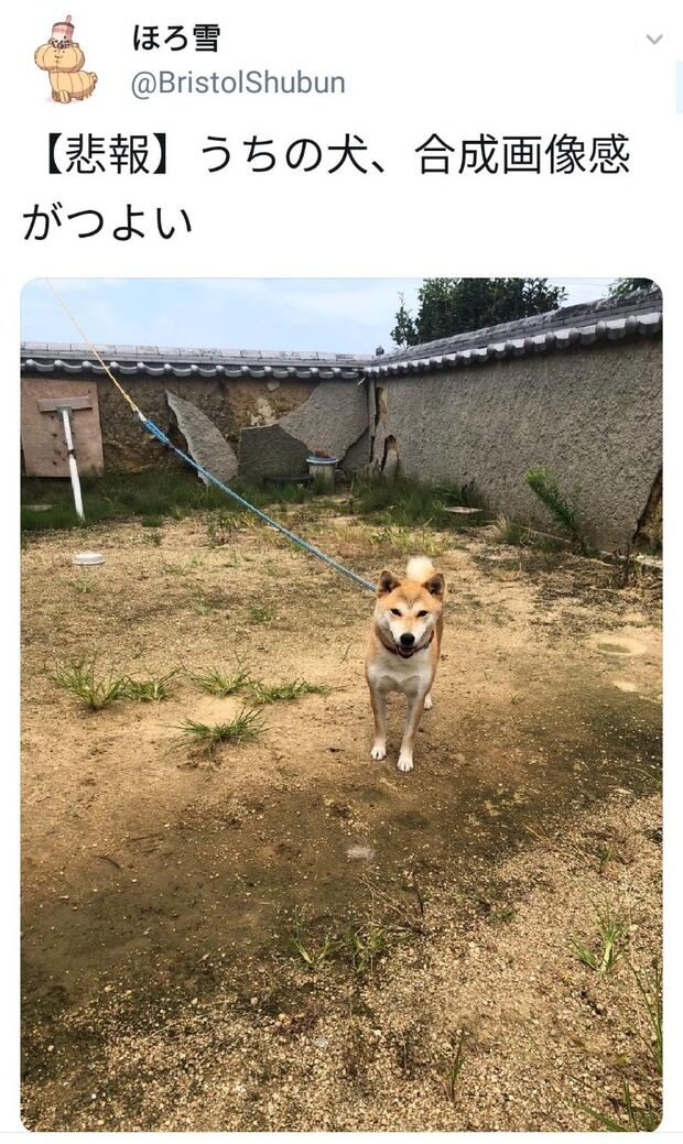 ゲームみたいな犬が激写されてしまう。