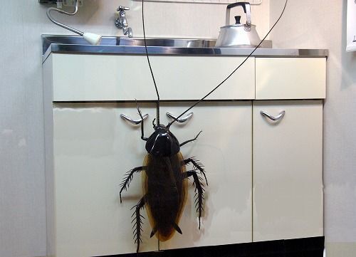 耳の中にゴキブリが入った女性こうなる